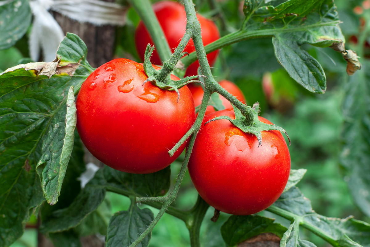 5 способов, которые помогут повысить всхожесть томатов
