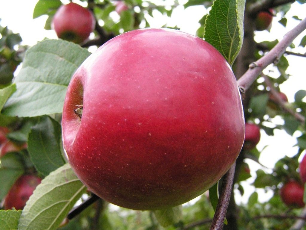 Где В Самарской Области Купить Яблоки