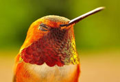 Охристый колибри