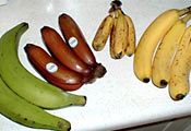 Виды бананов