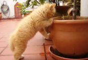 Котёнок и растения