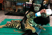 Шимпанзе кормит тигрёнка