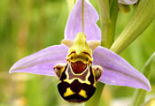 Орхидея Офрис пчелоносная