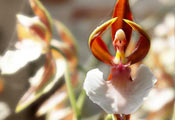 Орхидея «Балерина» (Caladenia Melanema)