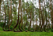 Кривой лес (Crooked Forest)