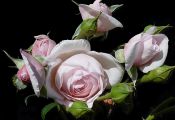 Роза Наследие (Rosa Heritage)
