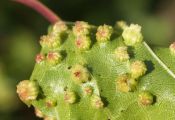 Пораженный филлоксерой лист винограда