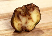Фитофтороз на картофеле