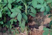 Арахис, общий вид растения