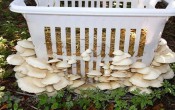 Бельевые корзины для выращивания грибов