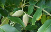 Листья и незрелые плоды ореха маньчжурского