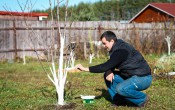Весенняя побелка садовых деревьев для защиты от вредителей
