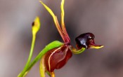 Орхидея Летящая Утка