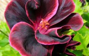 Пеларгония крупноцветковая Лорд Бьют
