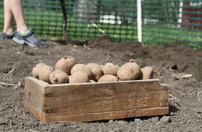 Высадка подготовленных клубней картофеля