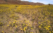 Суперцветение в Долине смерти