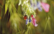 Полезных насекомых привлекают в сад цветущие растения