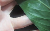 Проблемы с комнатным растением Спатифиллумом