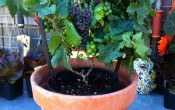 Карликовый виноград Pixie Grape