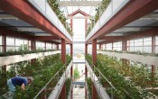 Вертикальная ферма ilimelgo для выращивания овощей в город