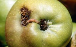 Внешний вид пораженного плодожоркой яблока
