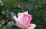 Помогите определить сорт розы