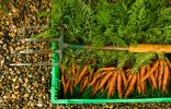 Урожай органически выращенной моркови.