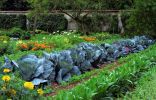 Совместная посадка овощей и цветов, отпугивающих насекомых вредителей