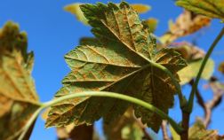 Ржавчина на листьях смородины, вызванная грибком Кронарциум смородиновый