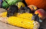 Мыши – грызуны вредители