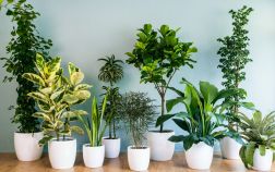 Классические комнатные растения