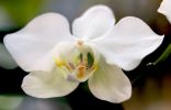 Цветок фаленопсиса приятного