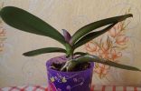 Орхидея отцвела, стоит ли ее пересаживать