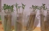  Выращивание рассады «в пелёнках»