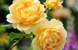 Роза «Голден селебрейшн»