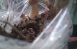 Что это за грибы растут в смородине?