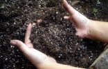 Определение кислотности почвы и её раскисление