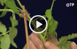 Прививка томатов на два корня сращиванием — аблактировка