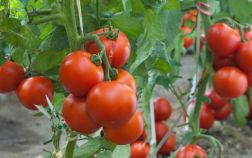 Плоды томата на ветках растения