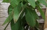 Нужно ли оборвать сухие листья авокадо?