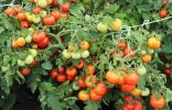 Непасынкующиеся томаты серии «НЕПАС» от агрофирмы СеДеК