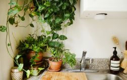 Комнатные растения в маленькой кухне