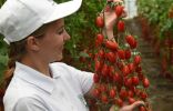 Серия томатов «Вкуснотека» от агрохолдинга ПОИСК