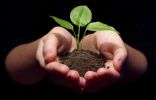 Почему так важно повышать плодородие почвы?