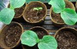 Выращивание рассады тыквы