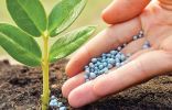 Нитрофоска — минеральное удобрение для растений