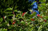 Калина – полезная ягода и украшение сада