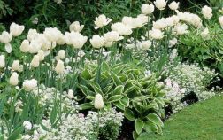 Лучшие растения для «белых» цветников