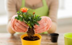5 лучших садовых растений, которые можно выращивать дома