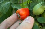 Почему гниют томаты на ветке